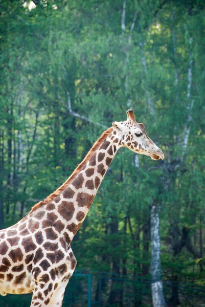 Girafa com o pescoço claramente visível — Fotografia de Stock