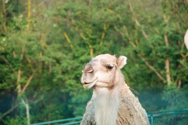 Dromedary in een park in Italië — Stockfoto