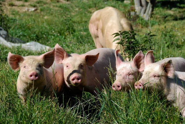 A group of piglets in the meadows — Stock Photo, Image