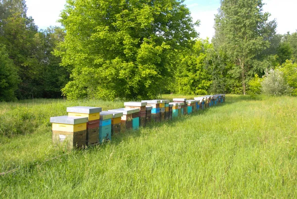 Méhészeti: mézelő méhek tenyésztése — Stock Fotó