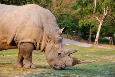 A profile rhino clipart