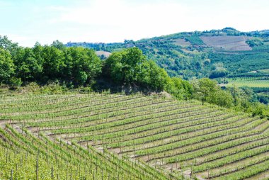 Langhe Hills, Piedmont