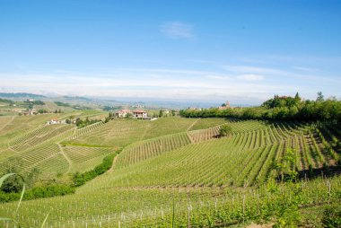 Langhe Hills, Piedmont