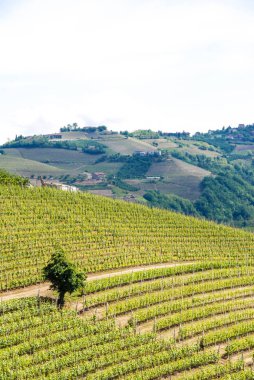 Langhe Hills, Piedmont