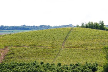 Langhe Hills, Piedmont