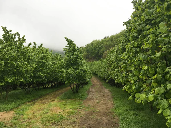 Langhe içinde fındık