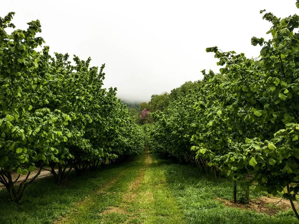 Avellanas en el Langhe — Foto de Stock