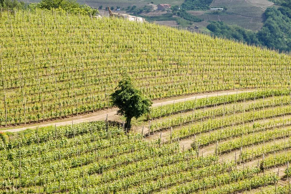 Langhe Hills, Piemonte — Fotografia de Stock