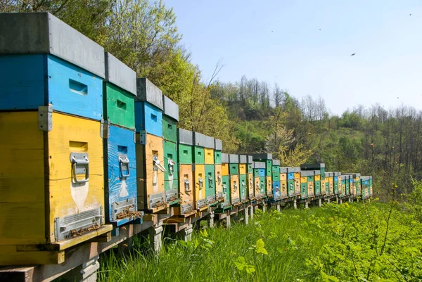 Bienenstock auf einer Wiese — Stockfoto