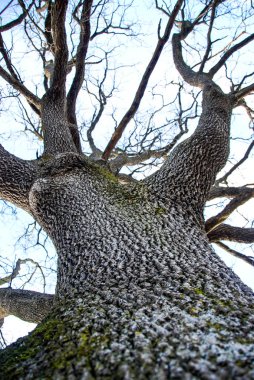 Görkemli meşe ağaç gövdesi ayrıntı