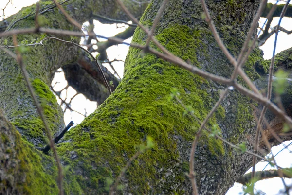 オークの枝とトランク — ストック写真