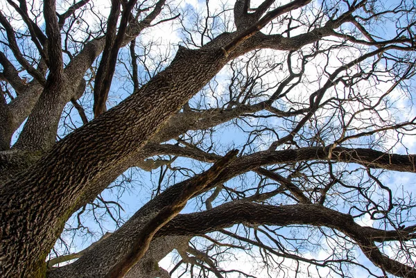 Detalj av en majestätisk ek trädstam — Stockfoto
