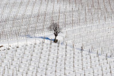 Langhe bağ ile kar, Piyemonte - İtalya