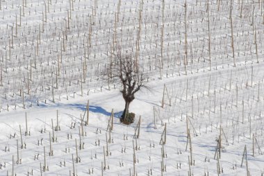 Langhe tepelerin kar ile görünüm
