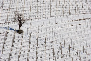 Langhe tepelerin kar ile görünüm