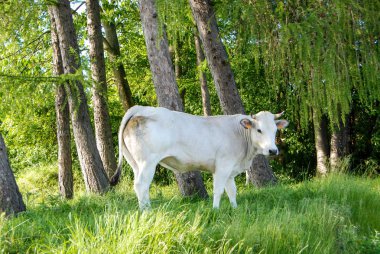 bir çayır otlayan inekler