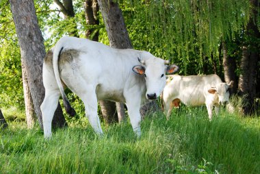 bir çayır otlayan inekler