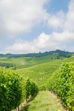 Langhe, üzüm bağları Piedmont - İtalya