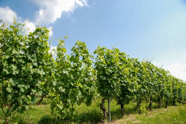 Langhe, üzüm bağları Piedmont - İtalya