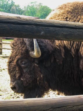 Beyaz bir eşek başkanı