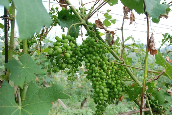 Bando de uvas ainda agridoce — Fotografia de Stock