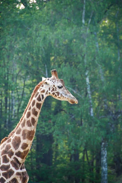 Жираф в парке в Италии — стоковое фото