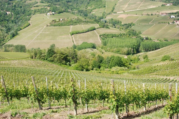 A Langhe régió szőlőültetvényeire — Stock Fotó