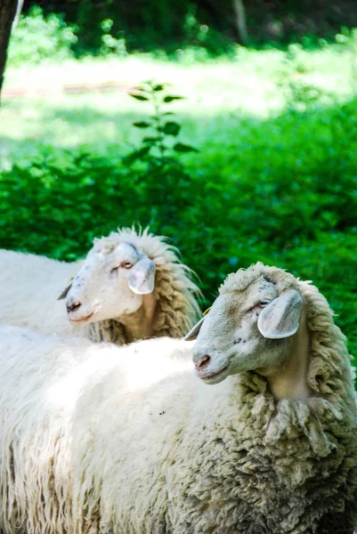 Owce pasące się w polu — Zdjęcie stockowe