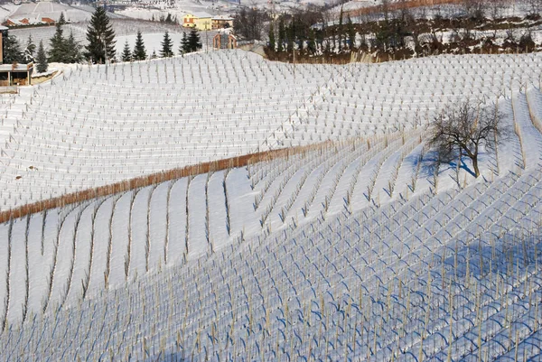 Langhe ile bağ şimdi, Piyemonte - İtalya