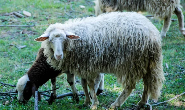 Owce pasące się w polu — Zdjęcie stockowe