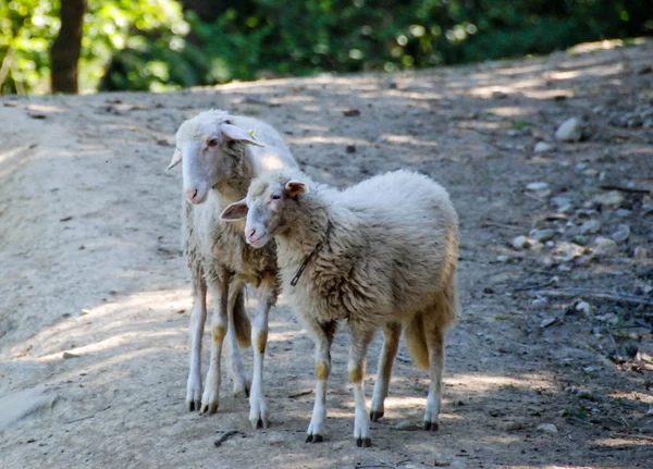 Twee kleine eenzame schapen — Stockfoto