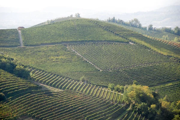 Vinhedo de Langhe, Piemonte - Itália — Fotografia de Stock