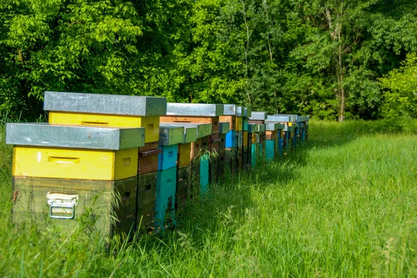 Bienenstock mit Bienen auf einer Wiese — Stockfoto