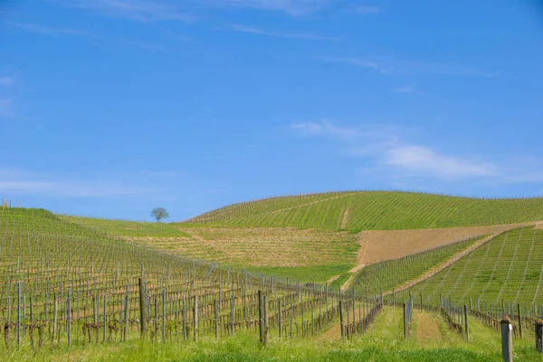 Weinberge von langhe, piemont - italien — Stockfoto