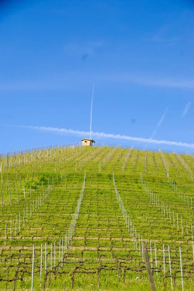 Weinberge von langhe, piemont - italien — Stockfoto