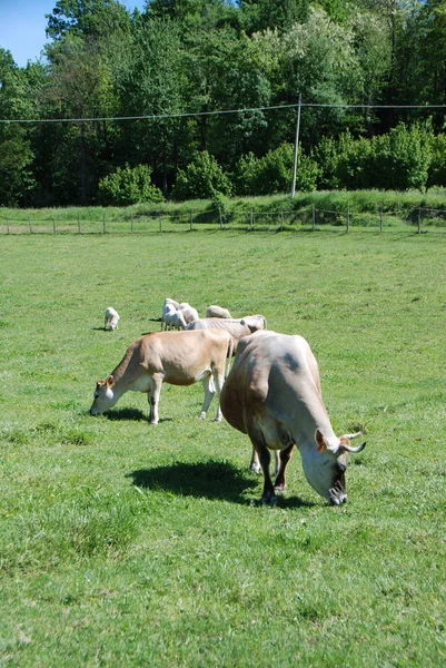 Vaches broutant dans un champ — Photo