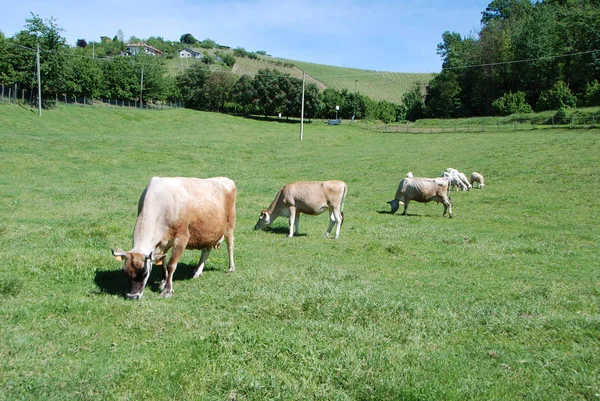 Mucche al pascolo in un campo — Foto Stock