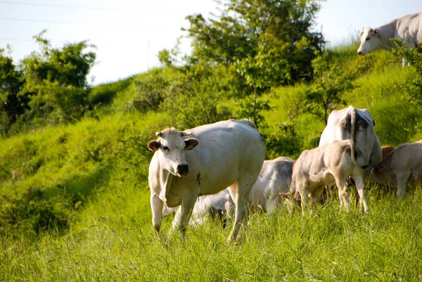 Vacas que pastam em um prado — Fotografia de Stock