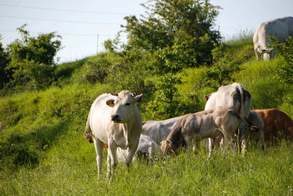 Mucche al pascolo in un prato — Foto Stock