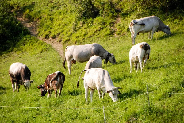 Mucche al pascolo in un prato — Foto Stock