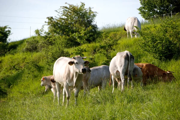 Mucche al pascolo in un prato — Foto Stock