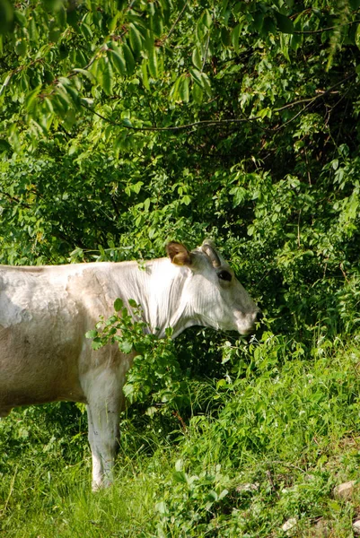 Vacas que pastam em um prado — Fotografia de Stock