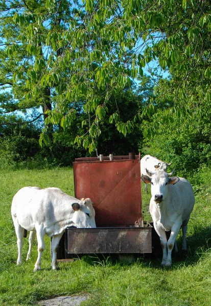 Vacas que pastam em um prado — Fotografia de Stock