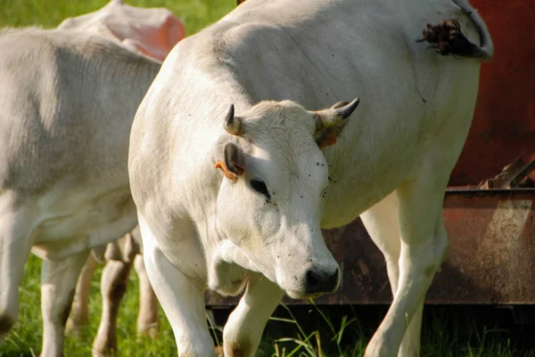 Vacas que pastam em um prado — Fotografia de Stock