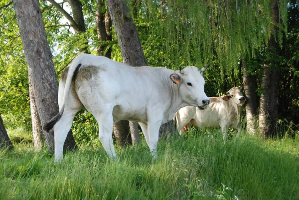 Vaches broutant dans une prairie — Photo