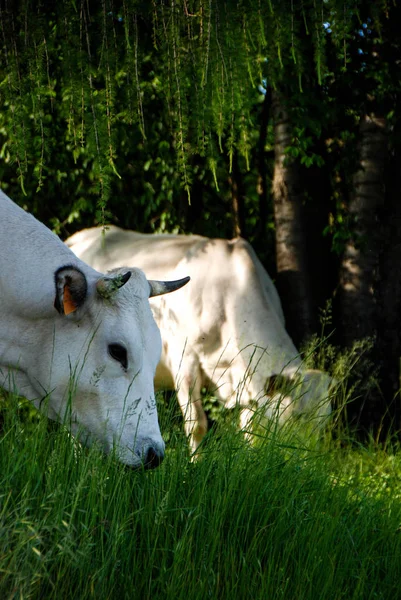 풀밭에 방목 하는 소 — 스톡 사진