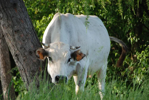 Kor som betar på en äng — Stockfoto