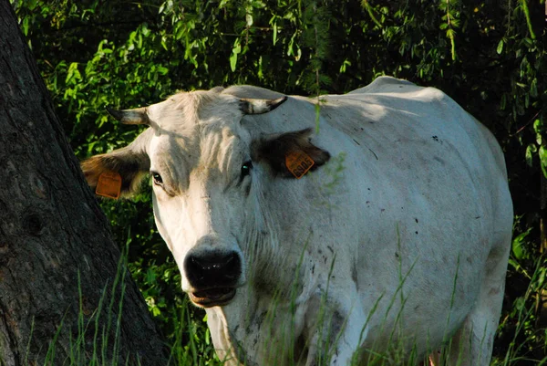 풀밭에 방목 하는 소 — 스톡 사진