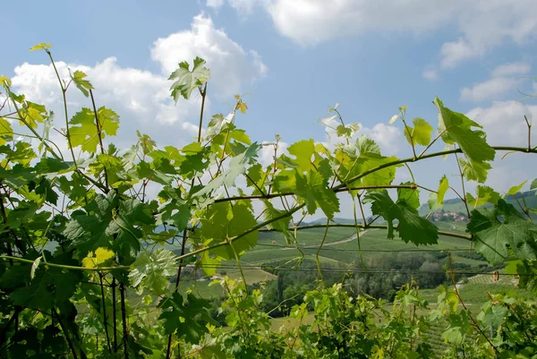 Vignobles de Langhe, Piémont - Italie — Photo