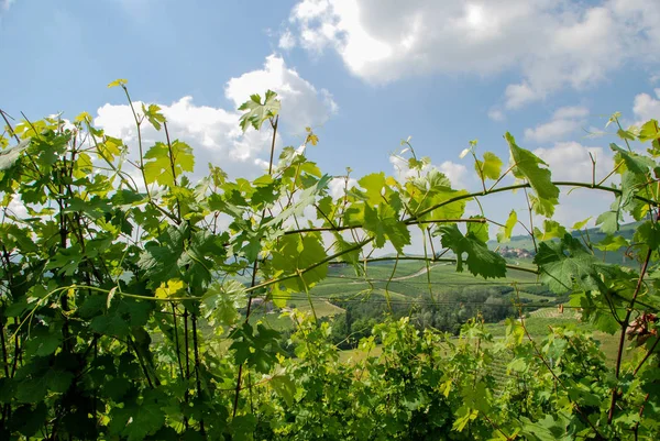 ランゲのブドウ園ピエモンテ州 - イタリア — ストック写真